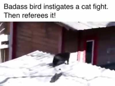 underdogged