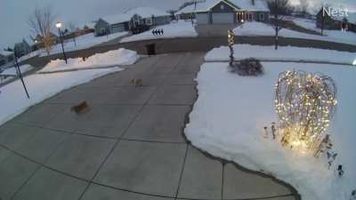 My corgis decided to joust...they were both ok