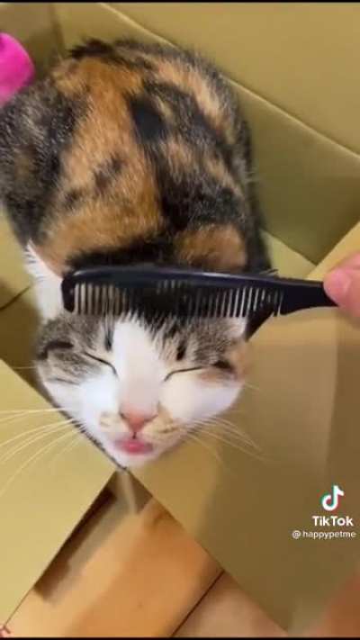 Kitty gets combed