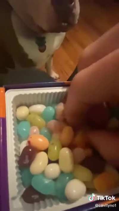 dogs aren’t supposed to eat jelly beans
