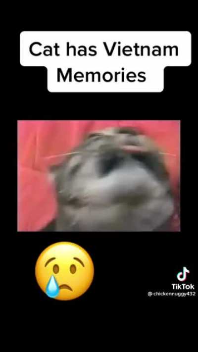 The cat is having ptsd.