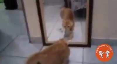 🐈 🤔