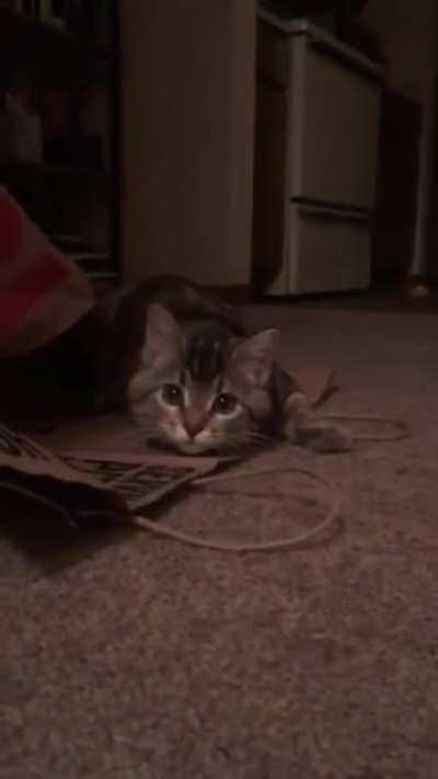Kitten attack