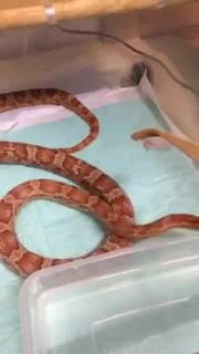 Snake derp