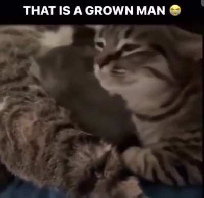 Nah what's the cat doing? 😭