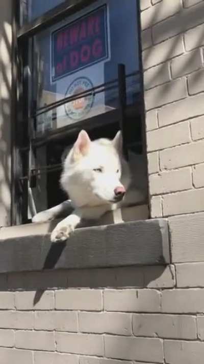 She wasn’t aware of the dog