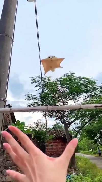 This palm-size sugar glider is native to the forest of Indonesia, Australia and Papua New Guinea. While this little one is clearly still learning how to spread his wings, more experienced sugar gliders can glide half the length of a soccer pitch all at on