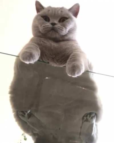 Absolute unit
