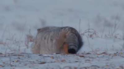 Spicy Pallas cat of Mongolia