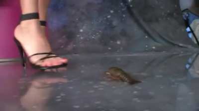 Jessi vs crawfish