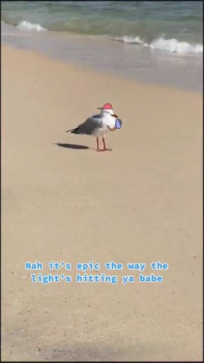 Social Media Seagulls of Sydney