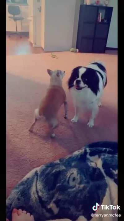 Bow Chickahuahua