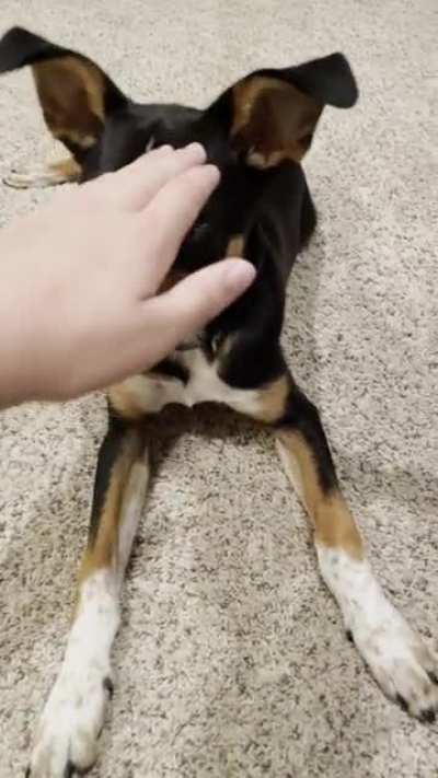 My dog is abusive (OC)