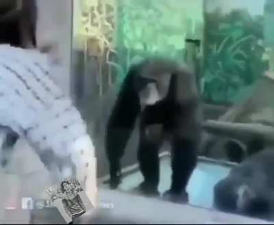Woman doesn't get the monke sigma grindset