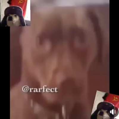 Cachorro de Bangu depois que pegaram roubando