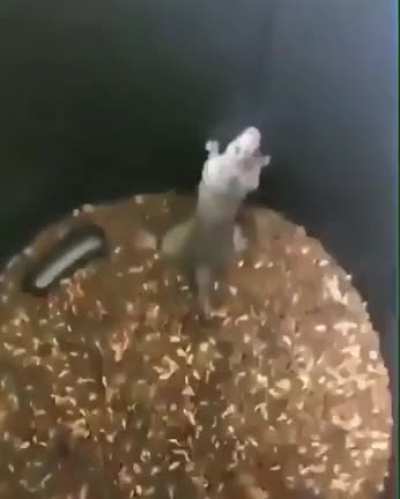 Ta futucando o q no lixo?