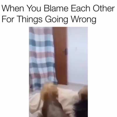I guess those dogs don’t understand magic