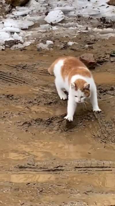 he doesnt want is paws get dirty