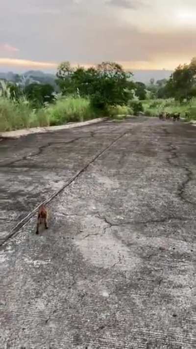 This goat was lost, a family took care of him, and the next day his family came looking for him.