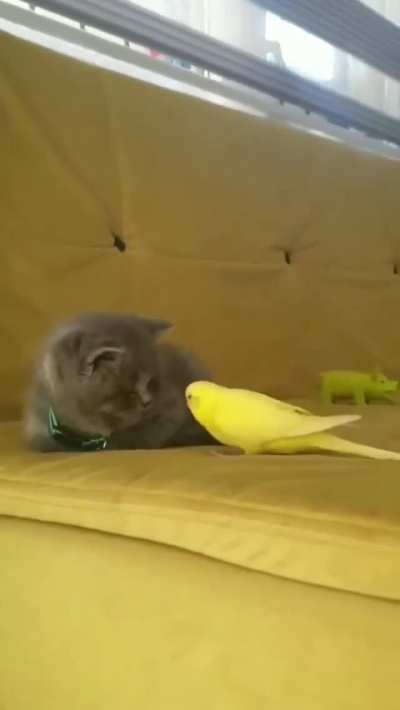 Kitten tries, fails miserably.