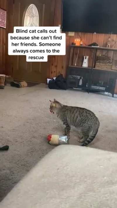 Blind cat calls her friends for help and someone always comes to the rescue