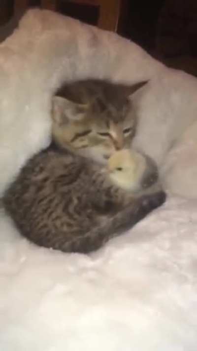Two Tinys