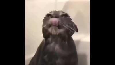top 5 cats