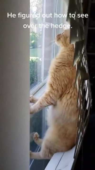 Nosy Neighbor