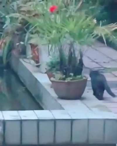 Little jerk