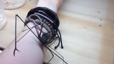 whip spider