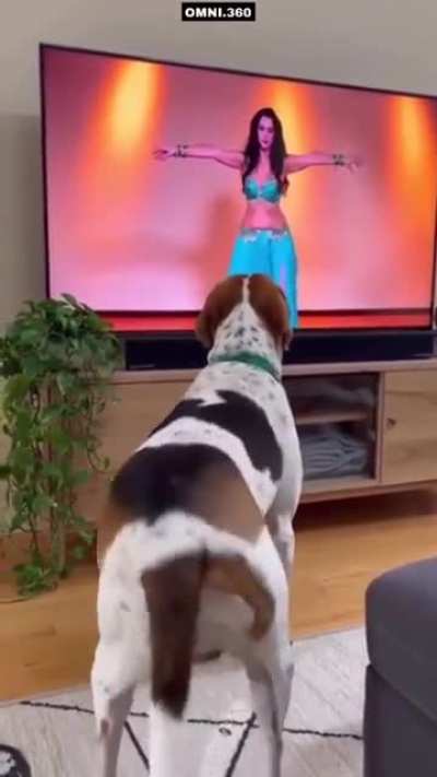 🎶💃🪩📺👀🐕