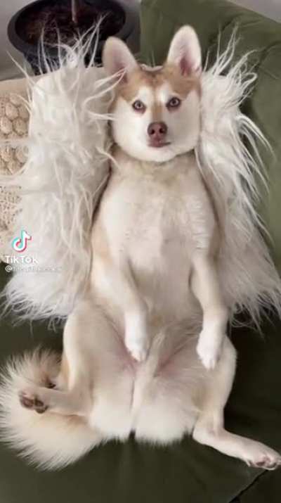 Ultrasonic Husky