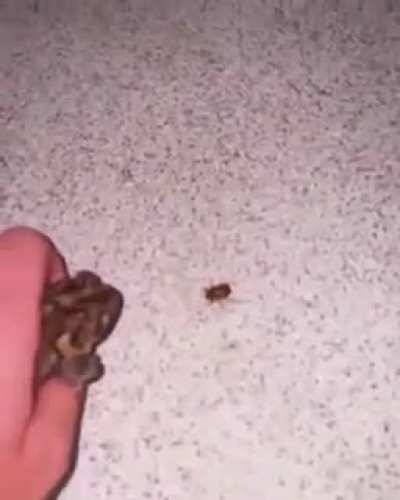 using that frog as a WEAPON...