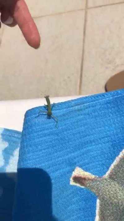 Me fighting a mantis