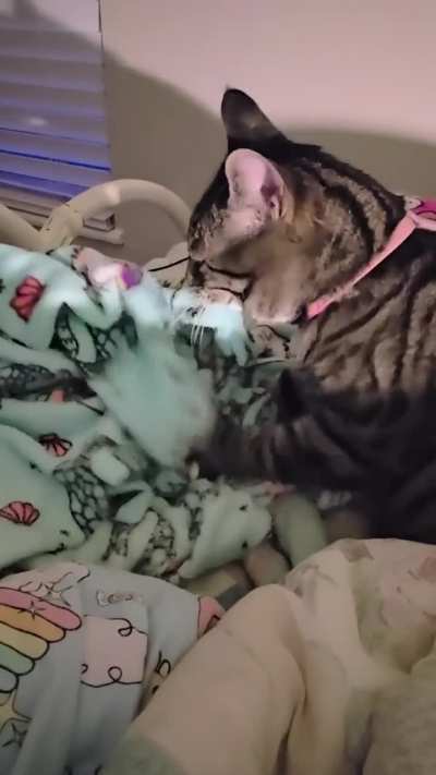 Biscuits before Bed