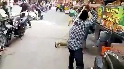 Stabilized Indian Royal Rumble