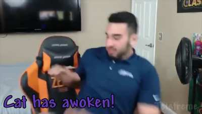 Gato arranca bolas
