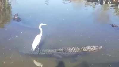 Skybro and waterbro getting along