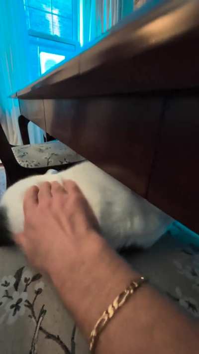 Cosmo Kramer wants Bongos provided he's on dining room chair