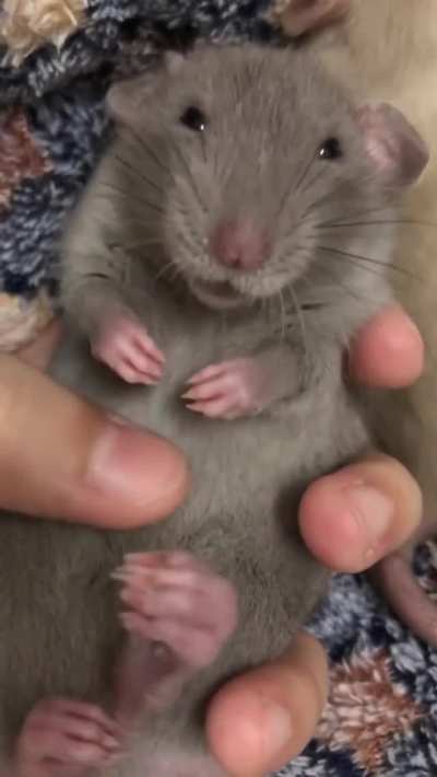 Blessed_ratatouille
