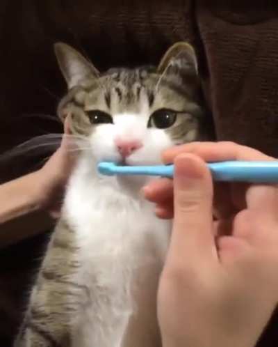 Brushy brushy