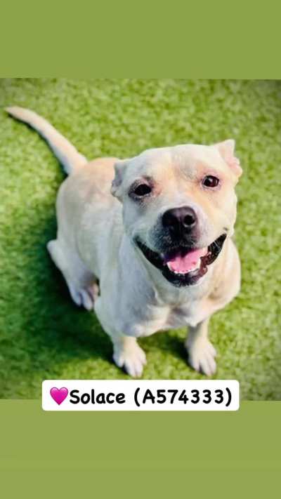 URGENT! PLEASE HELP! Solace, Sadie and Luna only have until TUESDAY 1/27 to find ADOPTERS or FOSTERS/RESCUES/PLEDGES. EUTHANASIA LIST at Orange County Animal Services in ORLANDO, FL. Please dm /u/biancamission if you can foster one of them for a rescue.