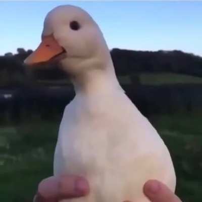 Ortalığın anasını siktiniz diyor