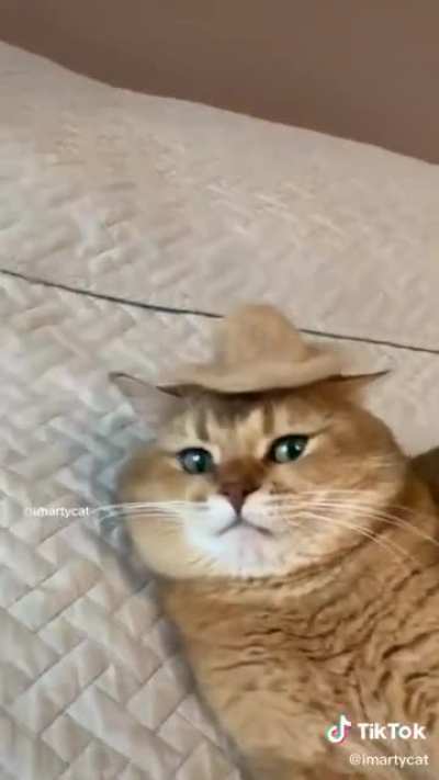 Cat top hat makers