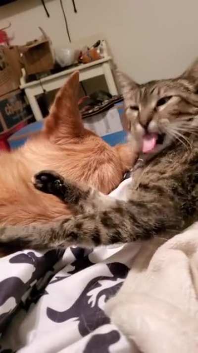 My broken kitty, Whinnie, has a stupid long tongue (and will groom anything that comes close to it)
