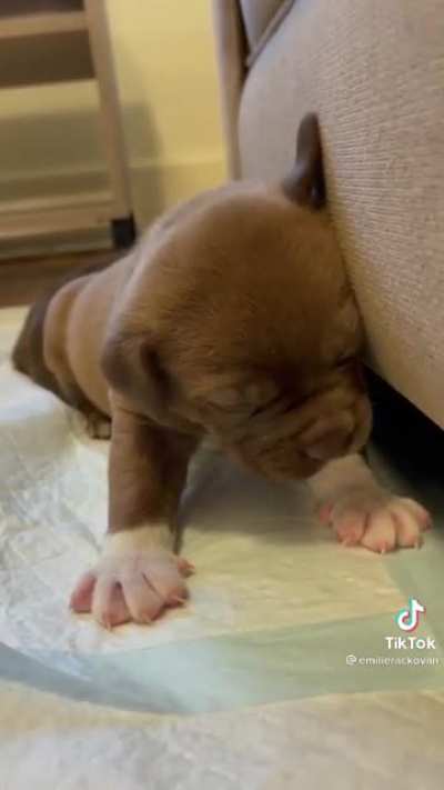 Sleepy puppy