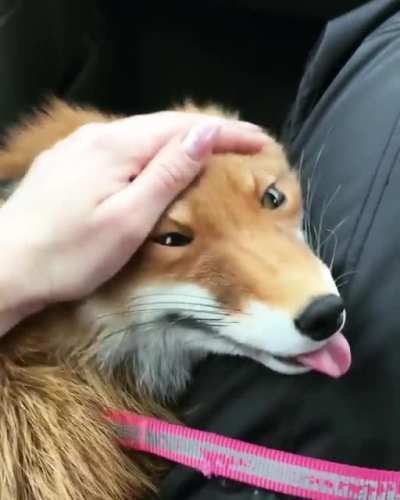 Precious baby bleps