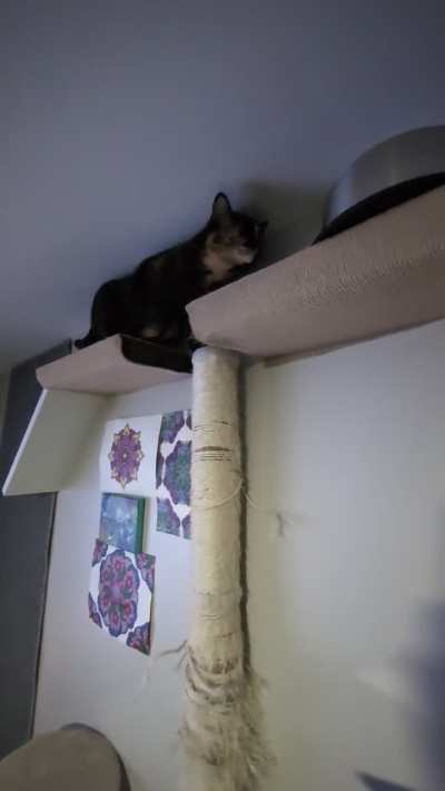 Chupacabra's favorite way to get to the kitten food.