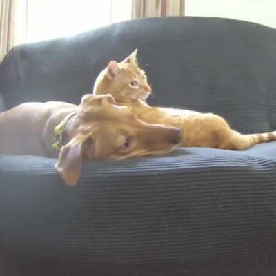 Sometimes Kelvin gets too snuggly, and Joule sets boundaries.