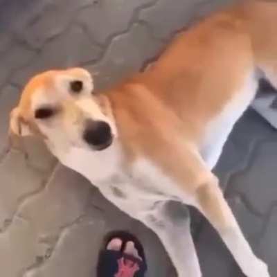 dog a